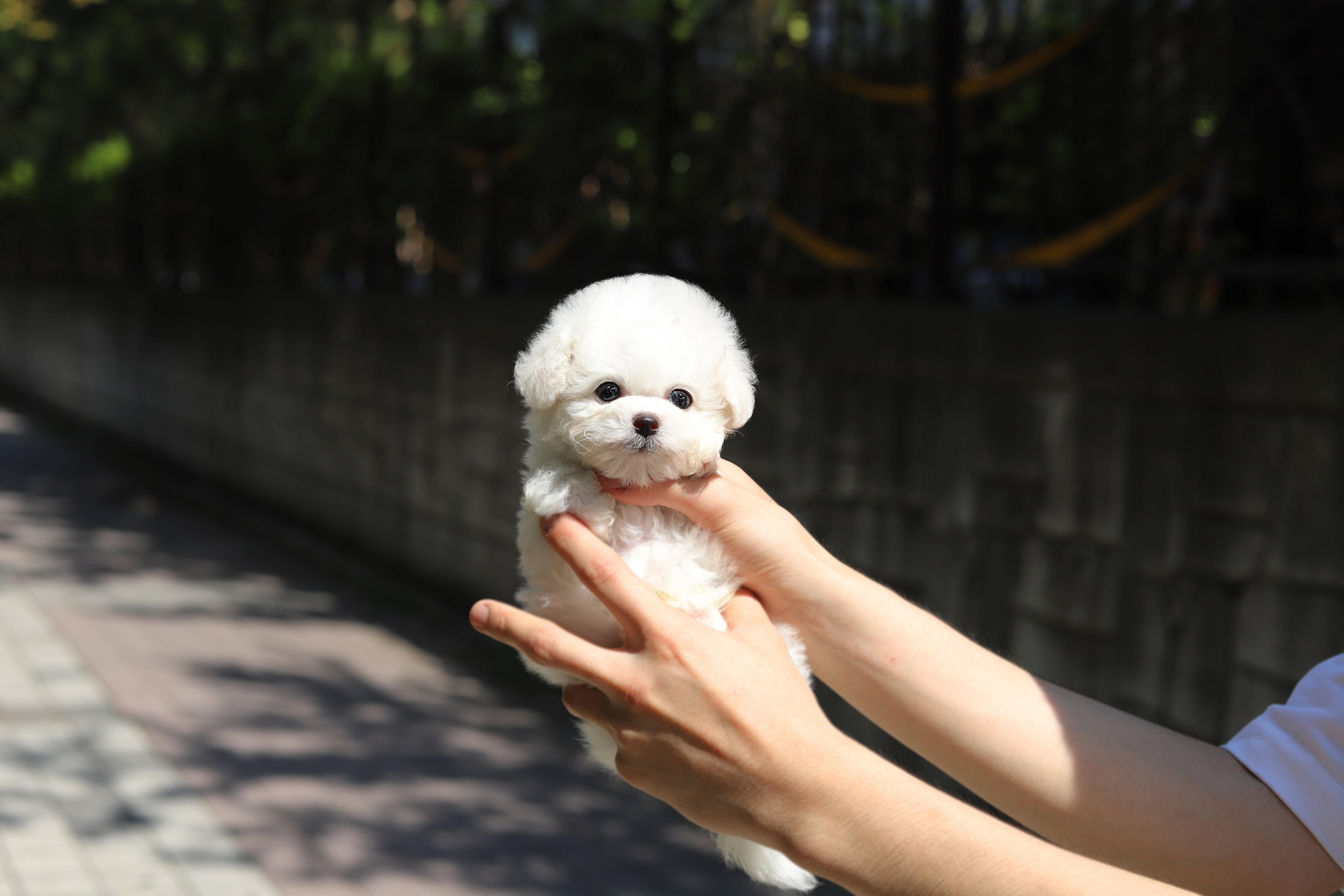 비숑프리제 공주님(구름)(책임분양)